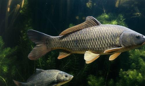 吃瓜娱乐小鲤鱼视频